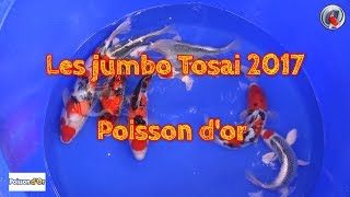 Les jumbo Tosai 2017 Poisson dor [upl. by Stoneman691]