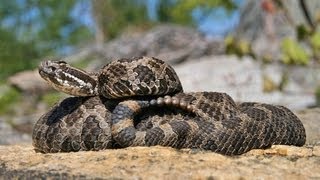 The Massasauga Rattlesnake Ontario Wildlife Video Series [upl. by Nataline68]