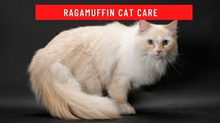 How to take care of a ragamuffin cat updated 2021 [upl. by Nahsrad752]