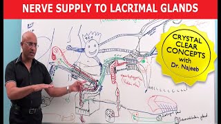 Nerve supply to Lacrimal Glands  Neuroanatomy [upl. by Ahseinar]