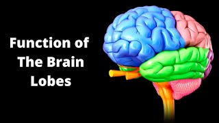 The 4 Lobes of the Brain What They Are and What They Do [upl. by Elnore664]