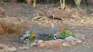 agapornis fischeri drinking [upl. by Marielle]