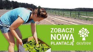 Nowa plantacja Oxytree  8ha i 4000 drzew tlenowych Wywiad z właścicielami [upl. by Airdnassac]