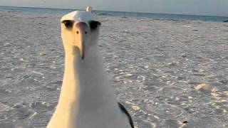 Laysan Albatross wants to dance at Midway Atoll Beach [upl. by Janeva553]