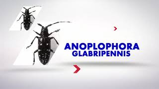 Anoplophora glabripennis  come riconoscerla prevenirla contrastarla [upl. by Adallard]