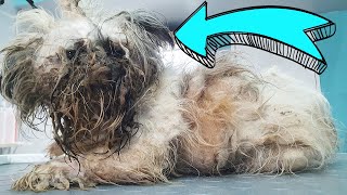 THIS IS A DOG  YOU WONT BELIEVE how he looks AFTER SHAVING all this matted fur Adopted [upl. by Dena777]