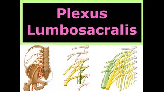 Plexus Lumbosacralis [upl. by Dorcea367]