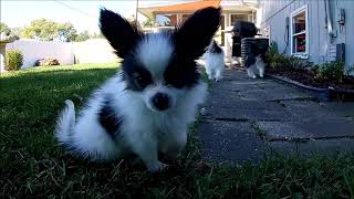 Papillon puppy [upl. by Alyahs]