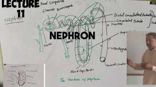 NephronFunctional unit of kidney anatomy  lecture 11class 10 thBiology [upl. by Remoh541]