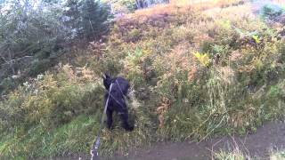 Deer in Grand Manan [upl. by Theran]