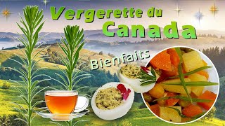 🌿La Vergerette du Canada poivre sauvage comestible et médicinal [upl. by Alison558]