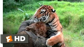 The Island of Dr Moreau 512 Movie CLIP  Tiger vs Tigerman 1977 HD [upl. by Meesaw716]