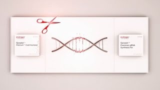 Next level CRISPR editing Cas9 RNP [upl. by Ennyleuqcaj612]