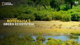 Botswanas Green Ecosystem  Africas Deadliest  Full Episode  S07E01  हिंदी  NatGeoIndia [upl. by Trisa]