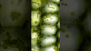 Plant cells under microscope [upl. by Aisauqal]