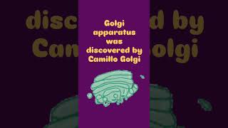 Golgi apparatus [upl. by Wong]