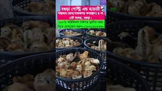 টাইগার মুরগির এক দিনের বাচ্চা bogura chicken farming [upl. by Dnalevets]