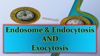 Cytology 8 Endocytosis amp Exocytosis [upl. by Moore]