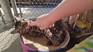 Shelter Kitten Umeko Brutally Mauls Former Fosters Hand Off REAL [upl. by Ecinev]