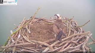 Manton Bay Osprey Nest Highlights so far [upl. by Dnomsaj474]