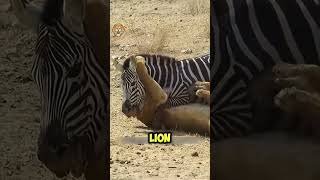 A oneonone battle between a lion and a zebra animals wildlifefight wildattack [upl. by Rubens860]