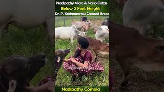 Nadipathy cows below 2 feet height cute life village farm trending youtube tiktok yt reel [upl. by Eecyac924]