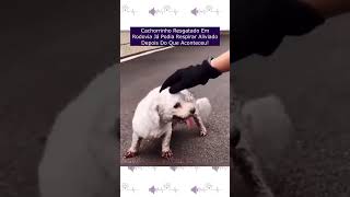 Cachorrinho Resgatado Em Rodovia Já Podia Respirar Aliviado Depois Do Que Aconteceu [upl. by Ssalguod]