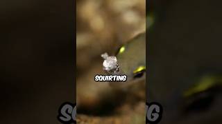 Meet the Archerfish  What That Mouth Do earthtouchtv shorts archerfish fish animals [upl. by Gunner355]