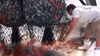 NC Shrimp Bycatch Pamlico Sound North Carolina [upl. by Schoof]