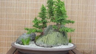 Cryptomeria japonica Yoshino [upl. by Yenmor]