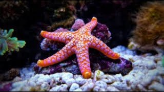 Different types of starfish  All About starfish [upl. by Kristofer]