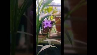 Beautiful Ruellia Tuberosa plant ☘️youtubeshorts plants flowers storts yt [upl. by Ahsienad]