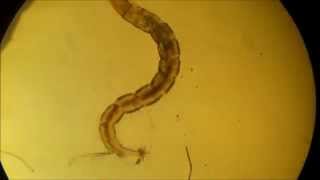 Chironomidae larvae [upl. by Kellda]