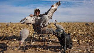 Hunting Giant Texas Sandhill Cranes Catch Clean Cook [upl. by Rawde847]