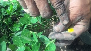 Como reproducir la planta Maní Forrajero Cacahuatillo Arachis pintoi [upl. by Liddie]