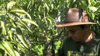 Pruning Vigorous Mango Trees [upl. by Roderica715]