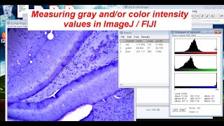 Measuring gray amp color intensity with ImageJ  FIJI SEE DESCRIPTION [upl. by Narag]