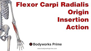 Flexor Carpi Radialis Anatomy Origin Insertion amp Action [upl. by Bird]