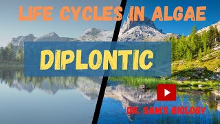 Life Cycle in AlgaePart2 Diplontic [upl. by Dyl370]