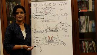 DEVELOPMENT OF THE FACEHUMAN EMBRYOLOGYDR ROSE JOSE MD NDB MNAMS [upl. by Olrak]