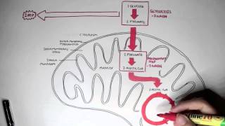 Human Metabolism Map  Cellular Respiration Glycolysis and The Krebs Cycle [upl. by Jewett]