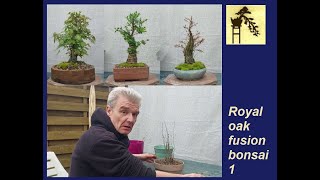 Royal oak fusion bonsai 1 [upl. by Cirek]