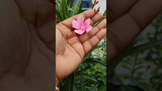 Kaner flowerkaner plant flowers gardening plants nature how to care terrace shorts [upl. by Nakada]