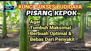 KUNCI SUKSES BUDIDAYA TANAMAN PISANG KEPOK [upl. by Doownyl]