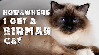 How amp where I get a Birman cat [upl. by Horlacher]