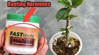 What are Rooting Hormone Powder  How to Use Rooting Hormone to Grow Plants from Cuttings [upl. by Enrahs]