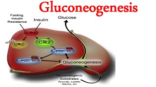 Gluconeogenesis [upl. by Yllet588]