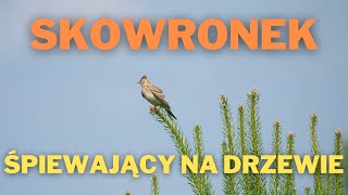 Skowronek śpiew [upl. by Noizneb]