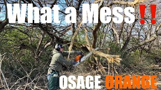 Cutting Osage Orange and Mulberry Prep For Spring Planting firewood [upl. by Medina]