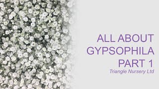 All About Gypsophila Part 1 [upl. by Neu]